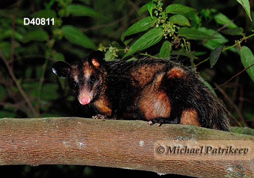 Big-eared opossum (Didelphis aurita)